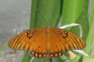 Butterfly near Riu pool
