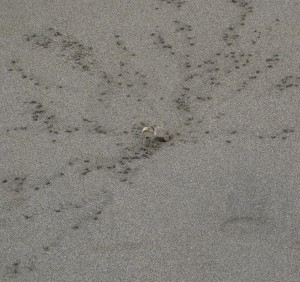 Hole-digging crab on the beach
