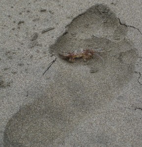 Tired crab in footprint