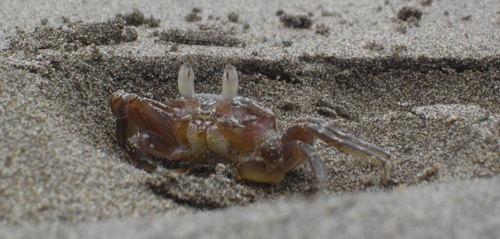 Crab close-up