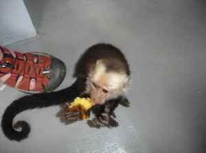 Monkeys like bananas
