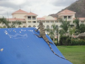 Lounging lizard