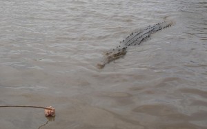 An approaching crocodile