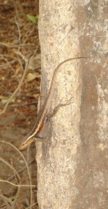 Small lizard on a tree