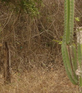 Green bird near cactus