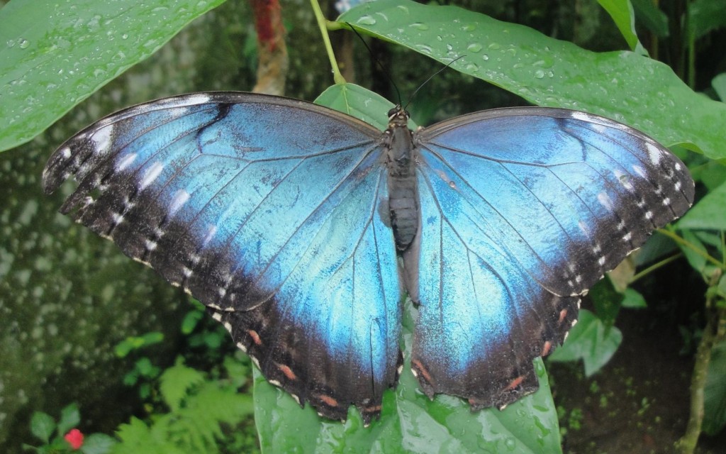 Nature center morpho butterfly