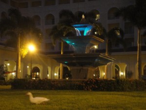 Riu plaza fountain and duck