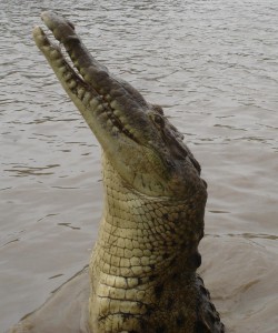 Crocodile side profile