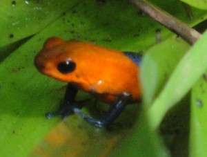 Nature center poisonous frog
