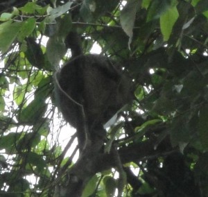 Nature center sleeping sloth