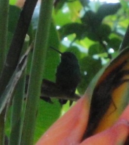 Los Lagos hummingbird