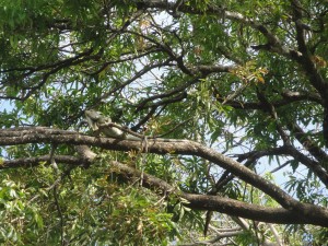 Filadelfia tree iguana