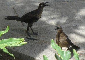 These loud birds were always looking for food