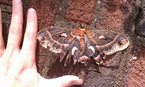 Giant Silkworm Moth with 6 inch wingspan